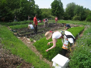 Wolontariusze części sałatowej upraw Organiclea, podczas wtorkowego zbioru; obecnie spółdzielnia uprawia ponad 70 odmian liści sałatowych 11 miesięcy w roku. Fot. Joanna Bojczewka
