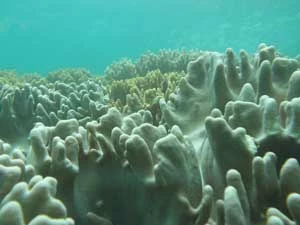 
Koralowce przy Wyspach Cham. Fot. Olgierd Dilis

