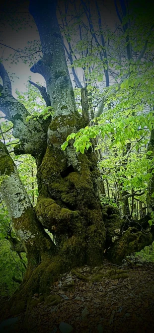 Buk przy szlaku w Wielkiej Fatrze na Słowacji. Fot. Łukasz Bartuszek