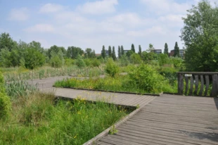 
Sutcliffe Park po renaturalizacji skanalizowanej rzeki Quaggy w południowym Londynie. Odtworzono tereny zalewowe, przywróconą meandrujący przebieg rzeki, zainicjowano rozwój rodzimej flory. Najcenniejsze, odtworzone siedliska udostępniono pomostami ponad terenem, co zniechęca do schodzenia z nich. Park zlokalizowany jest w bezpośrednim sąsiedztwie nowopowstających osiedli mieszkaniowych. Fot. Kasper Jakubowski
