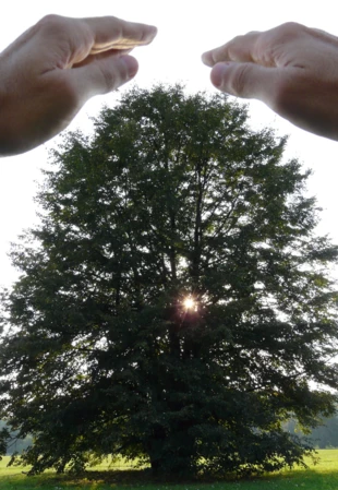 
Drzewo. Fot. Ryszard Kulik
