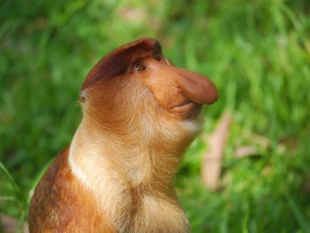 Na wpół zsynantropizowane nosacze Nasalis larvatus w Parku Narodowym Bako (Borneo, Sarawak). Fot. Grzegorz Gabryś
