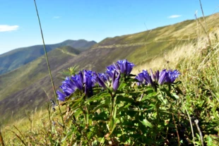 Goryczka wąskolistna na Połoninie Borżawskiej. Fot. Krzysztof Wojciechowski