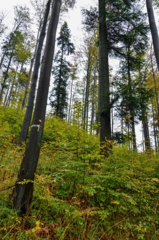 
Fragment lasu, który wszedłby do rezerwatu Madohora. Fot. Karina Nowicka-Kudłacz
