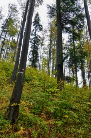 Fragment lasu, który wszedłby do rezerwatu Madohora. Fot. Karina Nowicka-Kudłacz