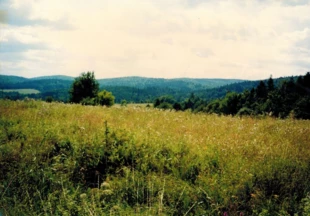 Las Karaszyn od strony Kwaszeniny, teren projektowanego Turnickiego Parku Narodowego. Widok z 1997 roku. Fot. Grzegorz Bożek
