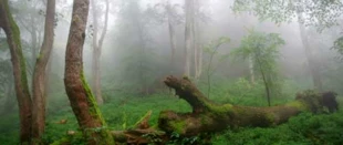 
Naturalny las. Fot. Juraj Lukáč
