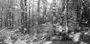 Rezerwat Sokole Góry koło Olsztyna. Fot. Justyna Walenta