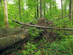 Karpacki Rezerwat Biosfery na ukraińskim Zakarpaciu chroni pralasy bukowe. Fot. Krzysztof Wojciechowski