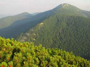 Masyw Syniaka w Karpackim Parku Narodowym. Fot. Krzysztof Wojciechowski