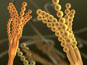 Pędzlak Penicillium – ilu osobom przywrócił zdrowie? http://www.scholaris.pl/resources/run/id/52211