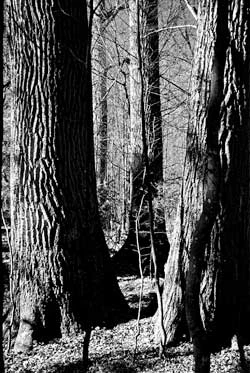 Dęby w Puszczy Białowieskiej. Fot. Ryszard Kulik