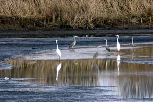 Czaple białe i siwe. Fot. Piotr Morawski