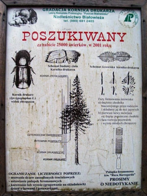 Kornik poszukiwany. Fot. Adam Bohdan