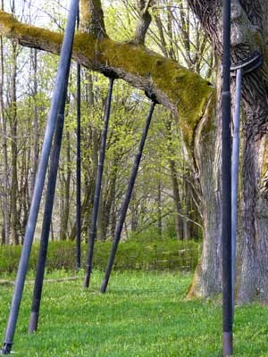Dąb Bartek. Fot. Ryszard Kulik