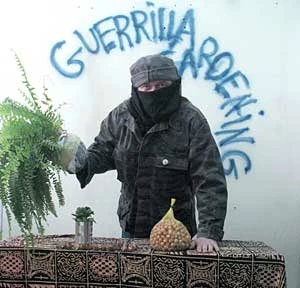 Partyzantka ogrodnicza Guerrilla gardening odzyskuje miasto dla roślin nie dbając o legalność i jest czasem elementem street artu, aktywiści, czyli guerrillas bywają prześladowani przez niektóre służby i dlatego nie pokazują twarzy. Bronią guerrillas bywają tzw. „seeds bomb”, czyli kule ulepione z gliny, nawozu i nasion różnych roślin. Fot. Bogdan Kiwak
