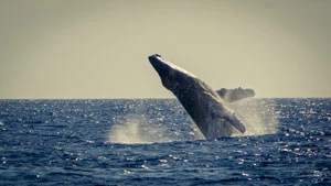
Podglądanie wielorybów przynosi znacznie więcej dochodów niż ich zabijanie. flickr.com
