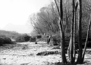 Wycinka trwa. Fot. Katarzyna Krasuska
