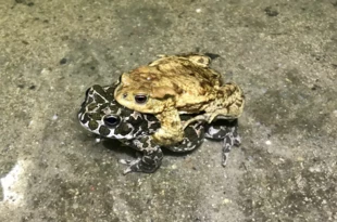 Mieszany ampleksus pomiędzy samicą ropuchy zielonej Bufotes viridis i samcem ropuchy szarej Bufo bufo w Poznaniu na stanowisku Rosarium na Cytadeli w Poznaniu 30 marca 2021 r. Fot. Mikołaj Kaczmarski