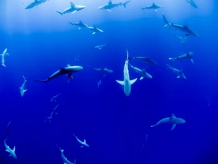 Obcinanie płetw rekinom na statkach i na wodach UE jest zakazane, jednak Unia jest jednym z największych eksporterów płetw. Fot. Pixabay