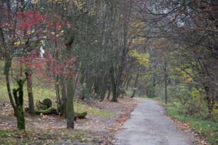 Fragment jednej z działek bezprawnie usuniętych z granic Świętokrzyskiego Parku Narodowego. Miejsce występowania zagrożonych gatunków porostów, popielicy szarej i mopka zachodniego. Fot. Łukasz Misiuna