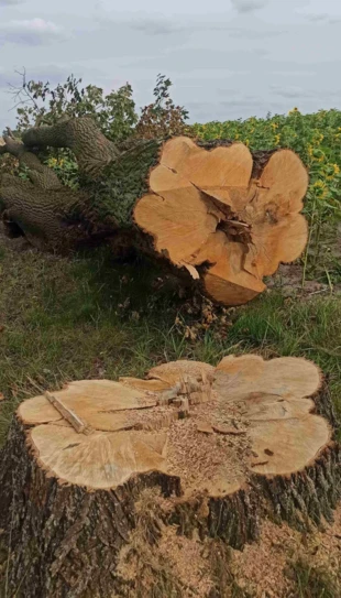 Wycięty około 150-letni klon wchodzący w skład zbiorowego pomnika przyrody – Alei Klonów w Złotym Potoku. Jedna z ponad 20 ofiar nieprzemyślanej reakcji gminy na uszkodzone gałęzie po nawałnicy z lipca 2024 r. Fot. Łukasz Bartuszek