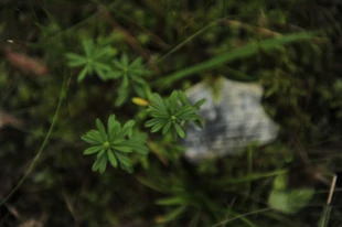 Wawrzynek główkowy Daphne cenorum i krzemień pasiasty. Fot. Łukasz Misiuna