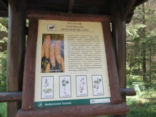 Na wielu leśnych ścieżkach przyrodniczych króluje wizja, w której, bez dobrego wujka – krzyżówki leśniczego z myśliwym, oraz ich piły, strzelby i paśnika – las i wszystko co w nim żyje sczezną z kretesem. Fot. Andrzej Jermaczek