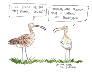 
Komiks z kulikami wielkimi wykonała Justyna Kierat specjalnie dla kampanii „Łączą nas ptaki”, polecamy blog „Pod kreską” justynakierat.blogspot.com
