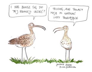 Komiks z kulikami wielkimi wykonała Justyna Kierat specjalnie dla kampanii „Łączą nas ptaki”, polecamy blog „Pod kreską” justynakierat.blogspot.com