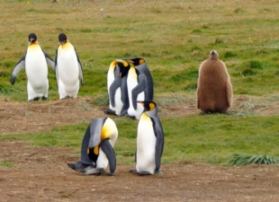 
Kolonia pingwinów królewskich Aptenodytes patagonicus na Ziemi Ognistej (Chile). Fot. Grzegorz Gabryś
