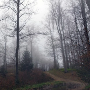 
Wzgórze i zamglony las w Beskidach. Fot. PatriciaDz, Adobe Stock
