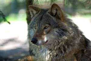 Dla transgranicznej ochrony wilka utworzono międzynarodową koalicję organizacji przyrodniczych zajmujących się ochroną dużych drapieżników. Dobro tego gatunku angażuje także polskie służby i administrację ochrony przyrody. Fot. Jacek Więckowski
