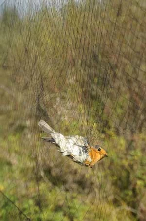Rudzik Erithacus rubecula. Najliczniej chwytany ptak na Akcji Carpatica. Od początku naszej działalności zaobrączkowaliśmy 11931 osobników tego gatunku. Fot. Witold Ziaja
