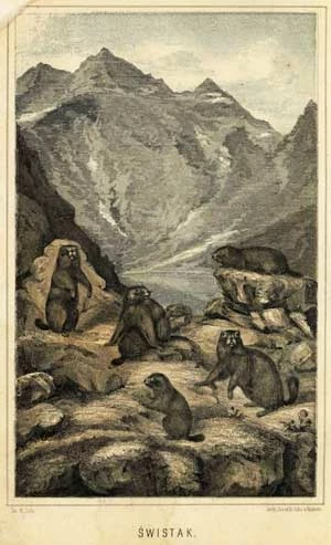 „Wyszedłszy na przełęcz, zapytałem Jonka, jaką ilość świstaków ma nadzieję znaleźć? Na co tenże odrzekł; W téj okolicy jest jeszcze tylko jeden h w i z d a r, ale piękny, i tego spodziewam się dziś dostać. A gdym zagadnął: Ależ Jonku, wy te zwierzęta całkiem wytępicie, a możeście już i wytępili, odpowiedział mi na to: No panie, jak nie będzie już żadnego, to przeniosę je z Kolbachu wielkiego i puszczę na wolność.” Cytat i ilustracja z pracy Maksymiliana Siły Nowickiego „O świstaku (Arctomys marmota, Alpenmurmelthier), Osobne odbicie z T. XXXIII Roczn. c. k. Tow. nauk. krak. uzupełnione i tablicą litografowaną ozdobione”, Kraków, 1865. Źródło: Wielkopolska Biblioteka Cyfrowa