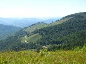 1. Poza obszarami chronionymi gospodarka leśna wygląda tak; lasy przy granicy Parku Narodowego Beskidy Skolskie – widok z przełęczy pod górą Łopata. Fot. Krzysztof Wojciechowski