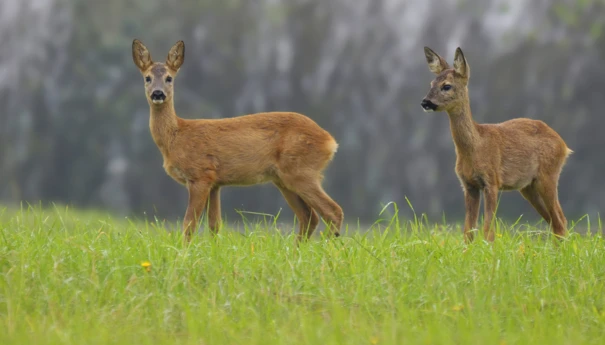 Sylwester noc grozy dla zwierząt