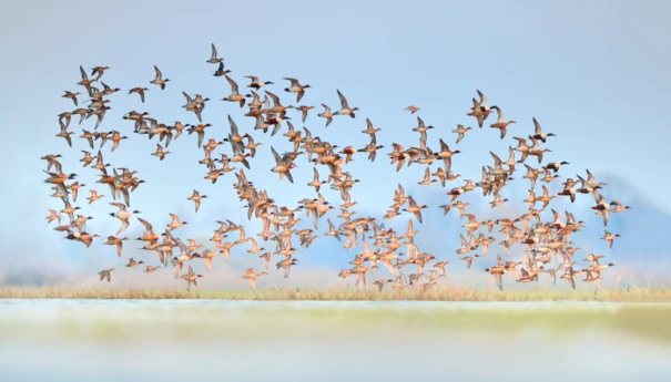 Park Narodowy Ujście Warty. Fot. Piotr Chara (10)