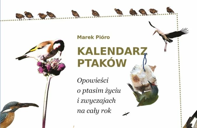 kalendarz-ptakow-marek-pioro