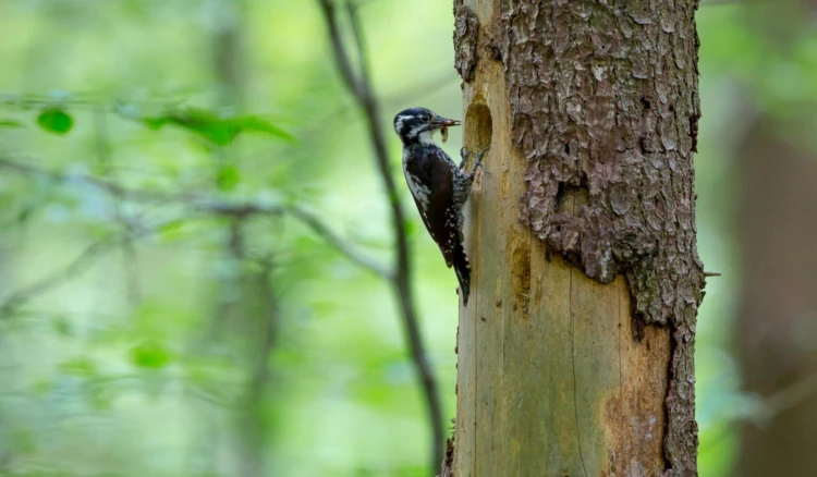 1trójpalczak-5560-3