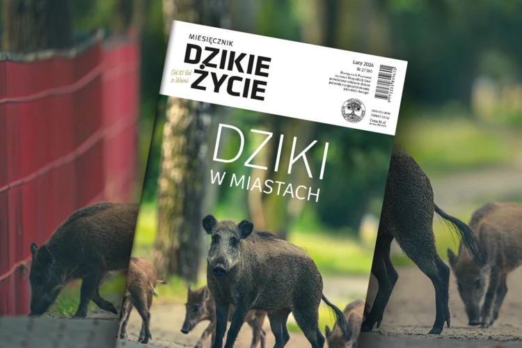 2026-02-www-dz_1200x800