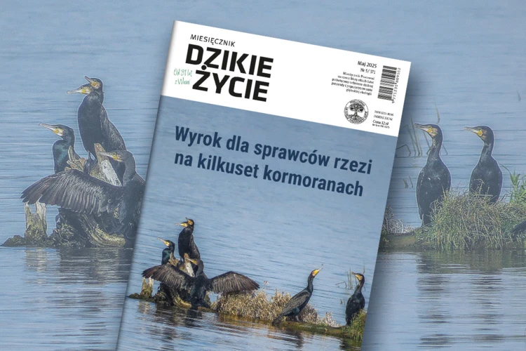 2025-05-www-dz_1200x800