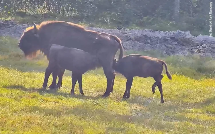 litewskie-zubry-bliznieta