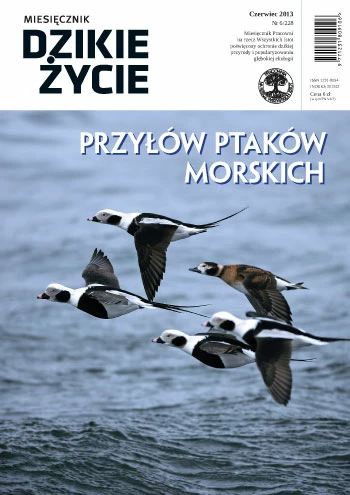 dzikie-zycie-czerwiec-2013-okladka.jpg