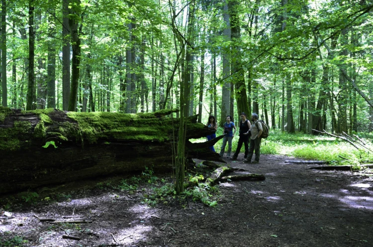 puszcza-bialowieska-krajobrazy-1.jpg