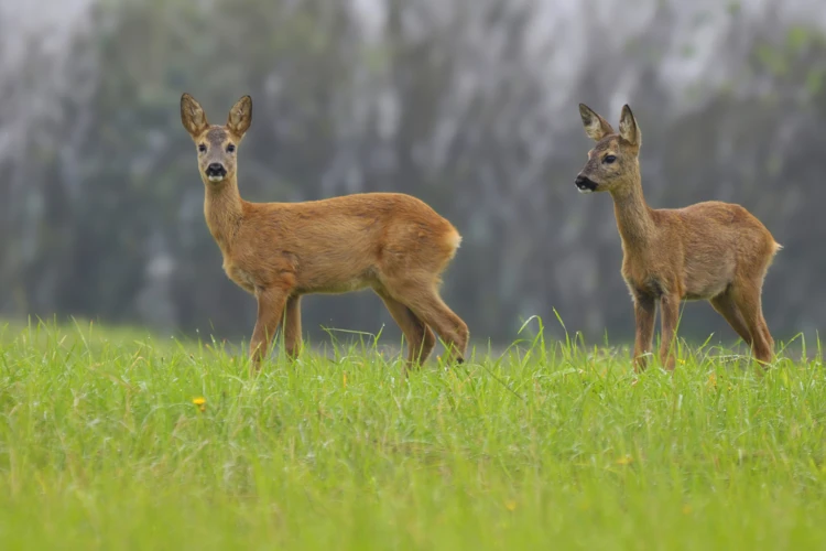 Sylwester noc grozy dla zwierząt
