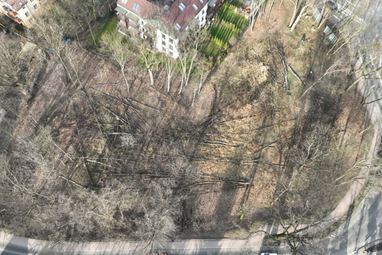 Wycinka w Milanówku, fot. Anna Płażewska