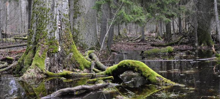 Bialowieski-PN-Kamien-Fot
