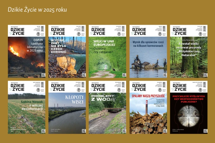 DZ-2025-www-dz_1200x800