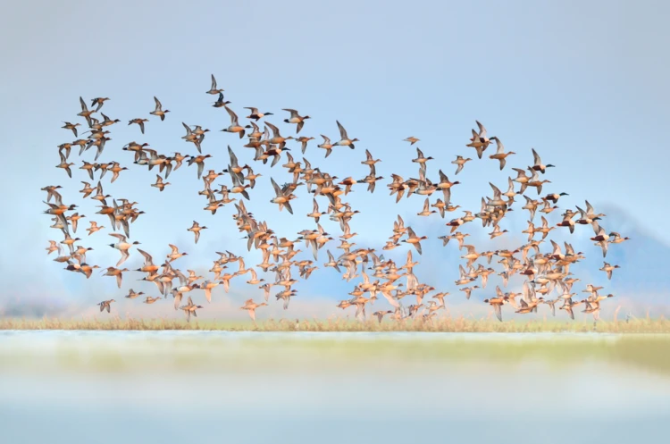 Park Narodowy Ujście Warty. Fot. Piotr Chara (10)